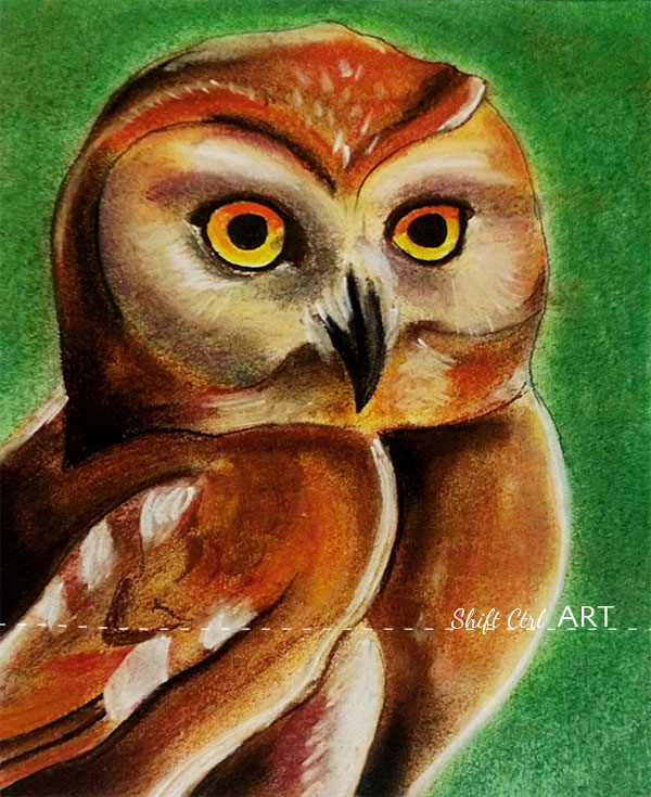 Owl pastel drawing