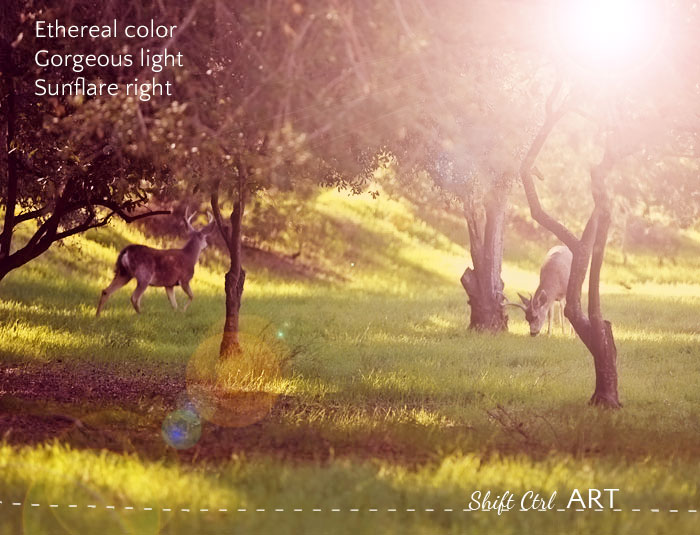 deer ethe color gorg light sunflare right