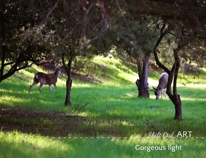 deer gorgeous light