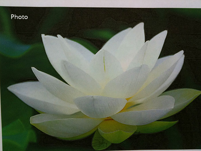 white lotus flower painting