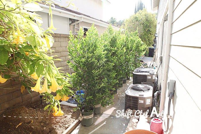 Kitchen view hedge 1