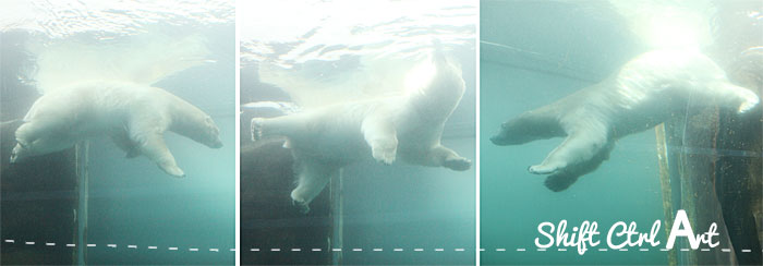 Copenhagen zoo lions tigers bears polar bear butt 1