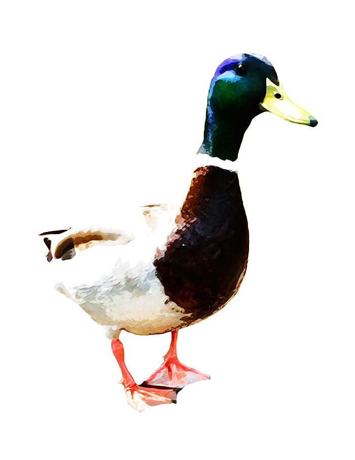 water color duck free printable 1