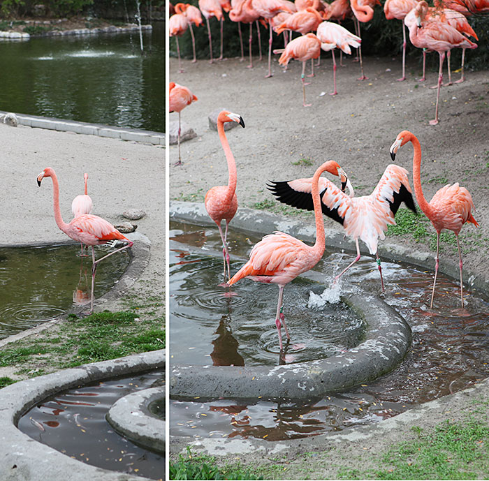 Flamingo art 1
