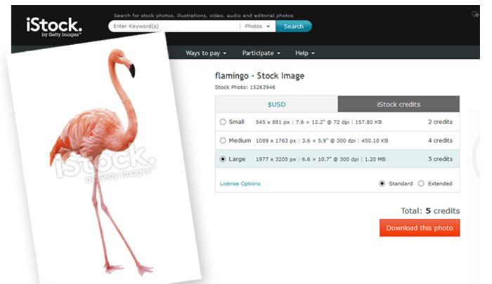 Flamingo art 1