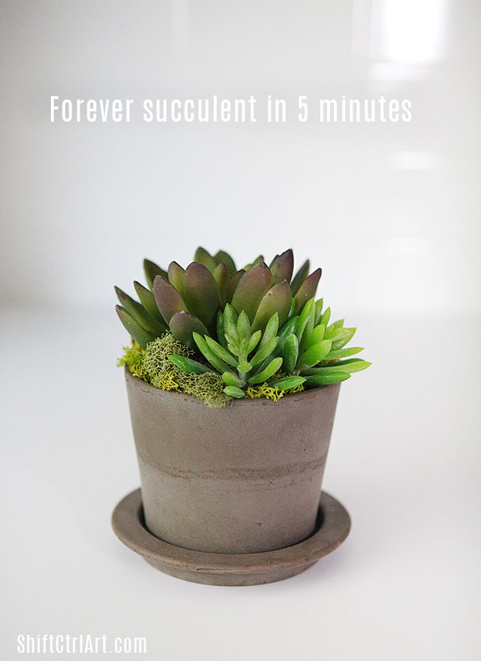 Living room forever succulent