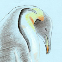 Penguin - color pencil