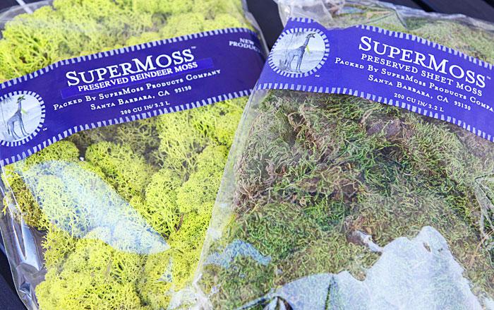 Great finds: Reindeer and sheet moss