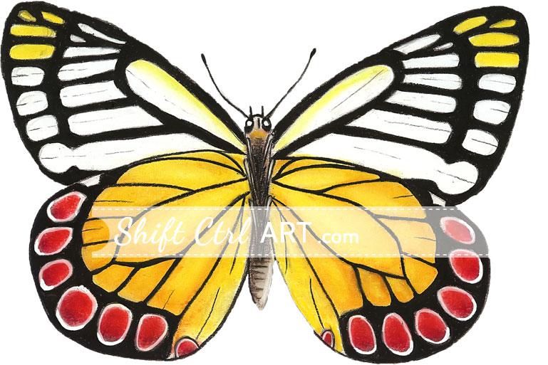 I used a butterfly drawing in my web design