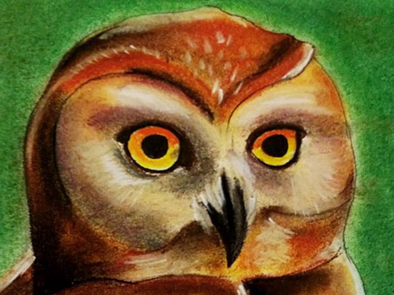 Art work: My newest pastel - an owl