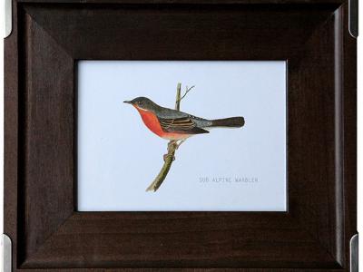 Great Find: thousands of plants, animal and seasonal illustrations
