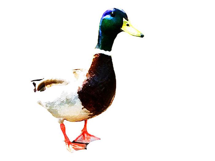 Watercolor duck - free printable and how to make your own watercolor image